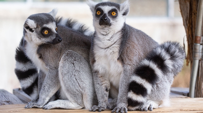 pet ring tailed lemur