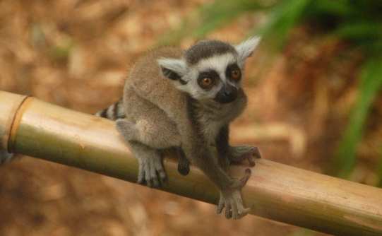 newborn lemur