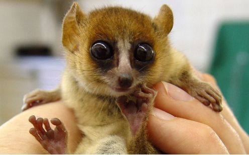 miniature lemur