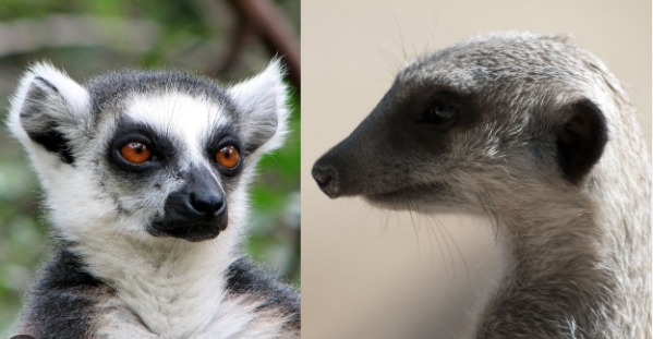 meerkat and lemur