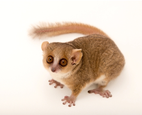 madagascar small lemur