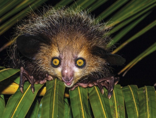 long fingered lemur