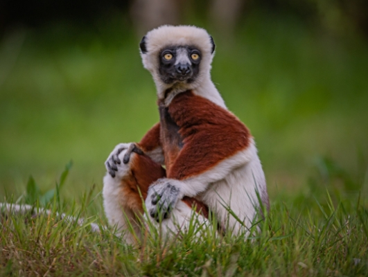 lemurs chester zoo