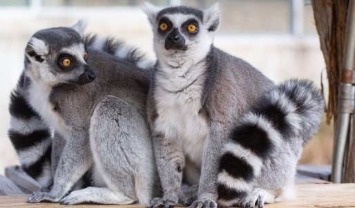 lemur website