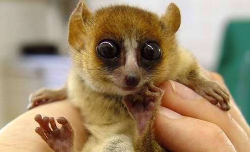 lemur small