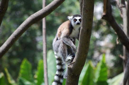 lemur protection