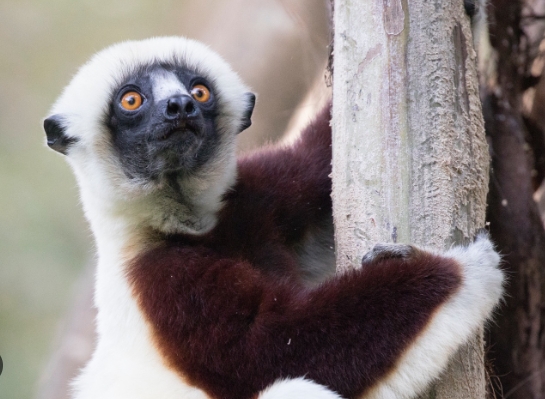 lemur photography