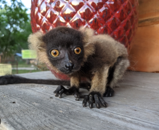 lemur pet for sale