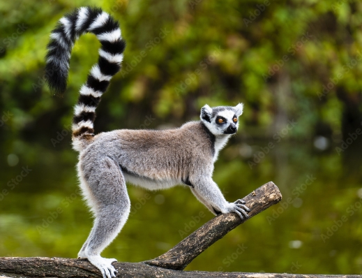 lemur on tree