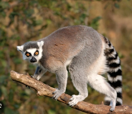 lemur near me