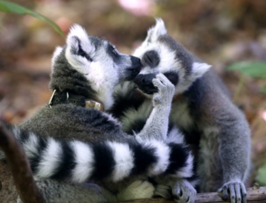 lemur love