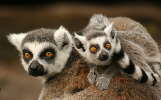 lemur in english