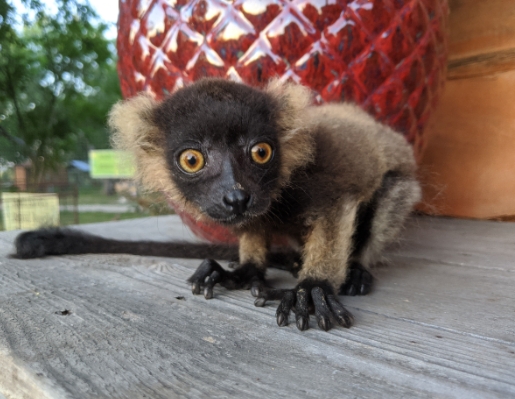 lemur for sale near me