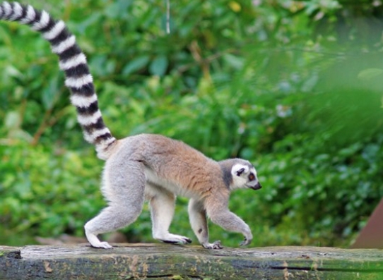 lemur and meerkat