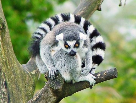 surikat lemur