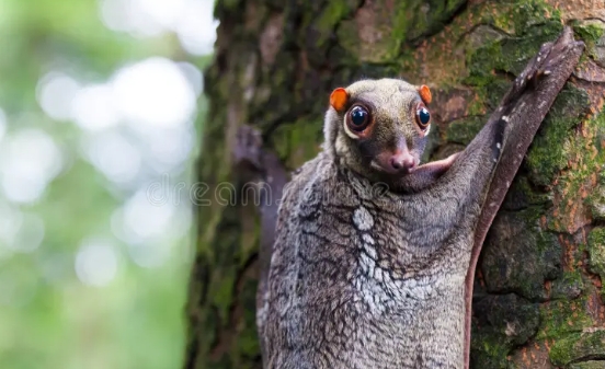 latajacy lemur