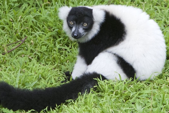 large black and white lemurs