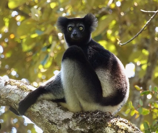 indri lemur