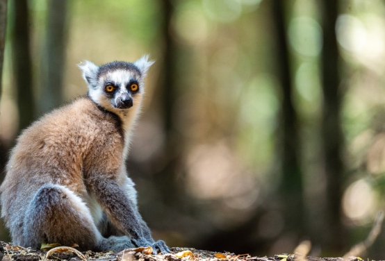 spray lemur