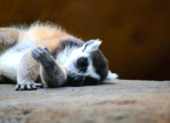 sleeping lemur