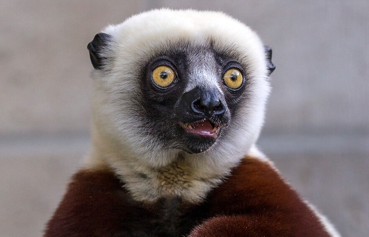 sifaka lemur