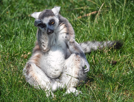 sad lemur