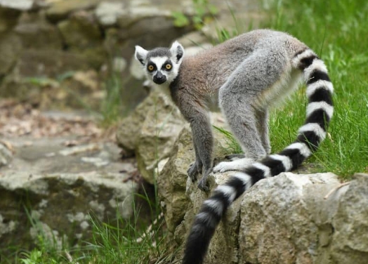 ring tailed lemur price