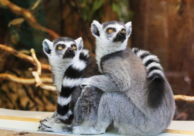 wild lemurs