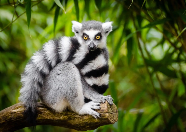 ring lemur