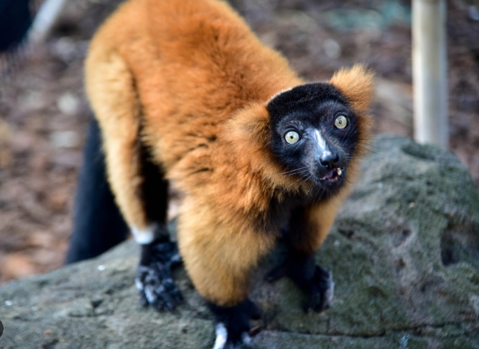 orange lemurs