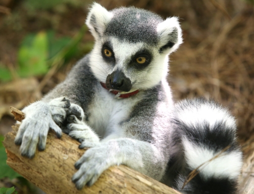 male ring tailed lemur