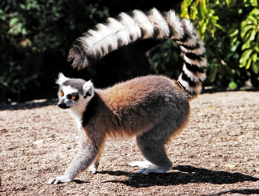 madagascar ring tailed lemur