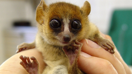 little lemur from madagascar