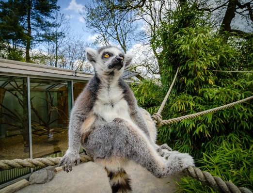 lemurs in captivity