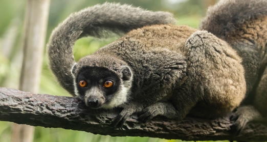 lemur valentine