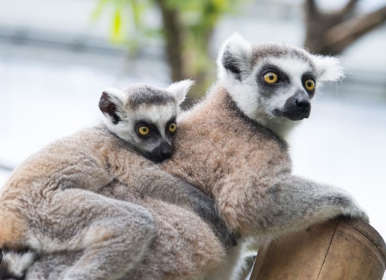 lemur price