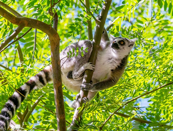 lemur on a tree