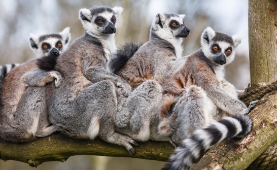 lemur national geographic