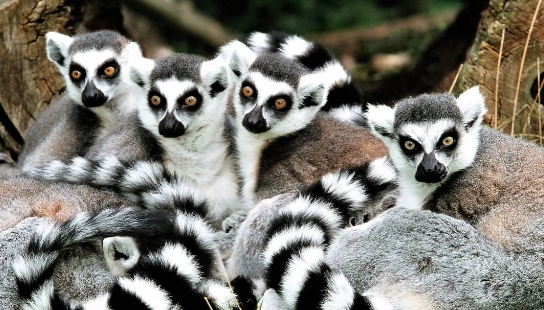 lemur island