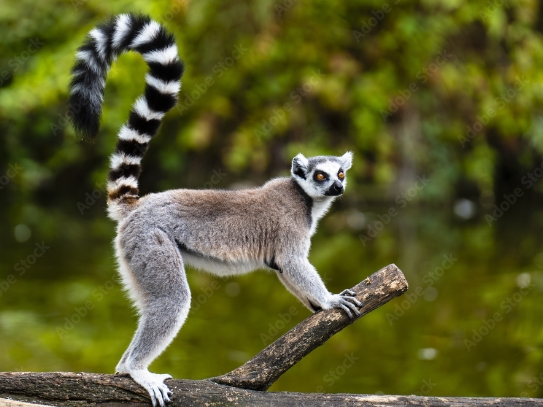 lemur in a tree