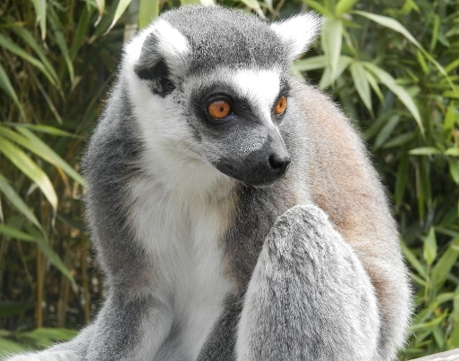 lemur for sale craigslist