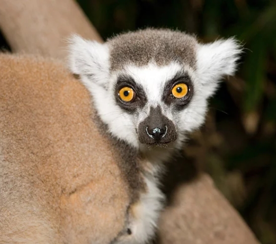 lemur english