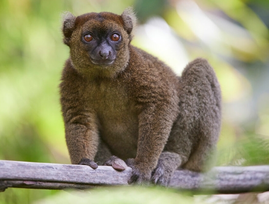 lemur bamboo