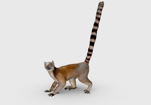 lemur 3d