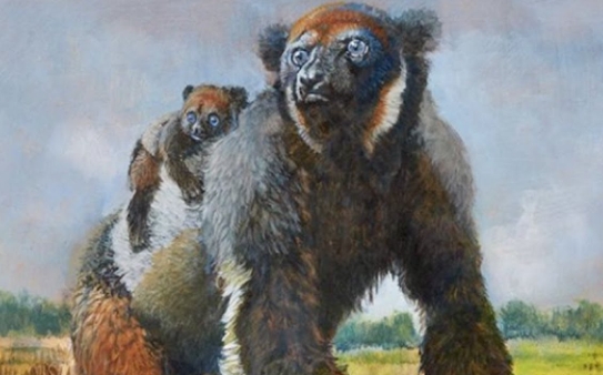 large sloth lemur