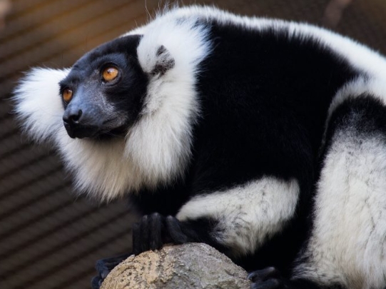 large black and white lemur