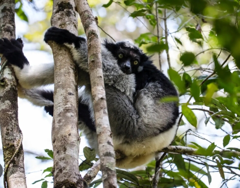 indri indri lemur