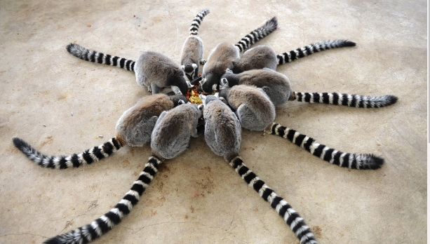 spider lemur