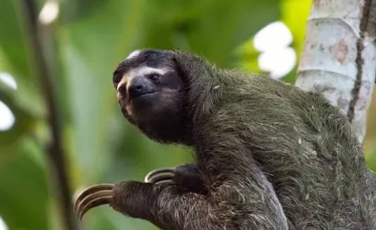 sloth lemurs song