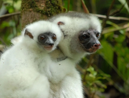 silky sifaka